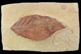 Red Fossil Leaf (Rhamnites) - Montana #93661-1